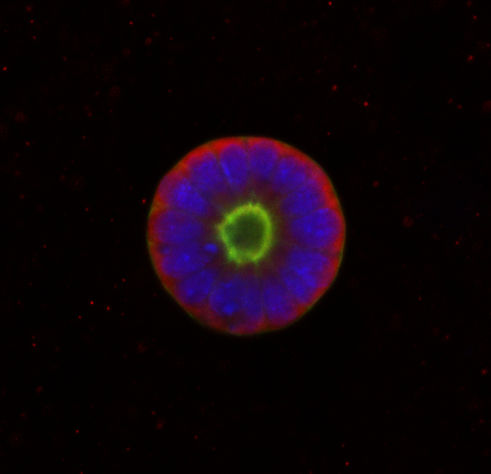 Mouse Embryonic Stem Cell Spheroid growing in 3D conditions